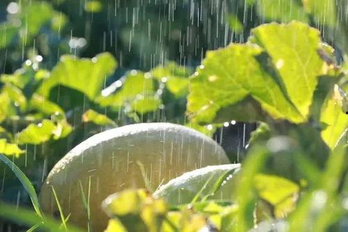 瓜州的西瓜可以免费吃吗,免费品尝甜蜜诱惑 第3张 瓜州的西瓜可以免费吃吗,免费品尝甜蜜诱惑 第3张