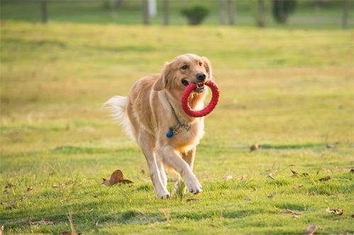 一个狗狗最新爆料视频在线观看,揭秘宠物界的秘密生活 第1张 一个狗狗最新爆料视频在线观看,揭秘宠物界的秘密生活 第1张
